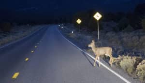 deer at edge of dark road