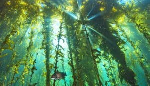 The sun shines through ocean water in a kelp forest.