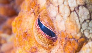 A close up of a two-spot octopuses eye.