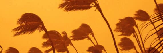 Palm trees bend in the wind against an orange sky.