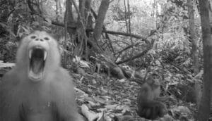 b/w pic: monkey bares fangs at camera while another looks on startled