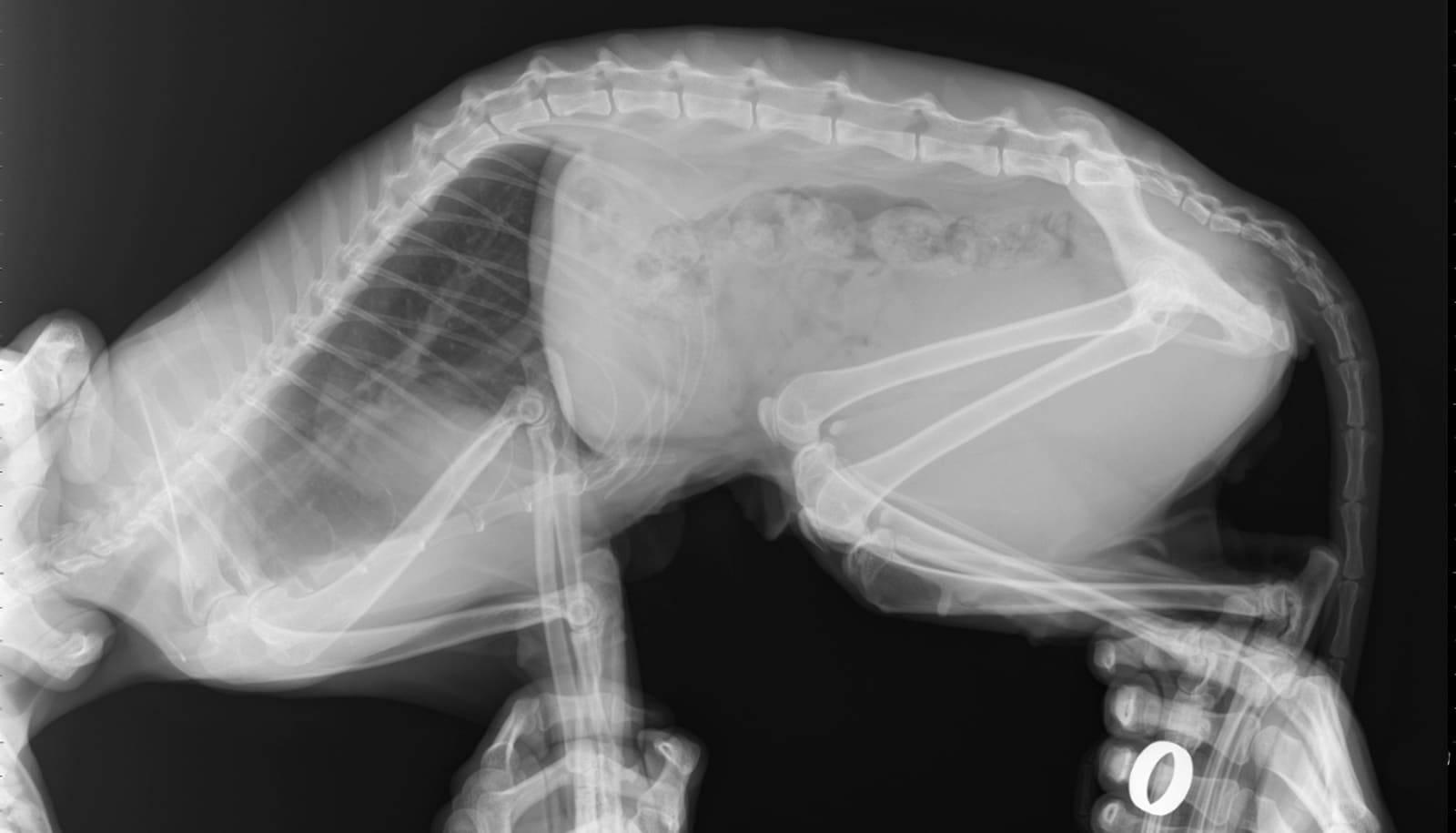 What are the ethics of AI reading animal X-rays? - Futurity What are the ethics of AI reading animal X-rays? - Futurity