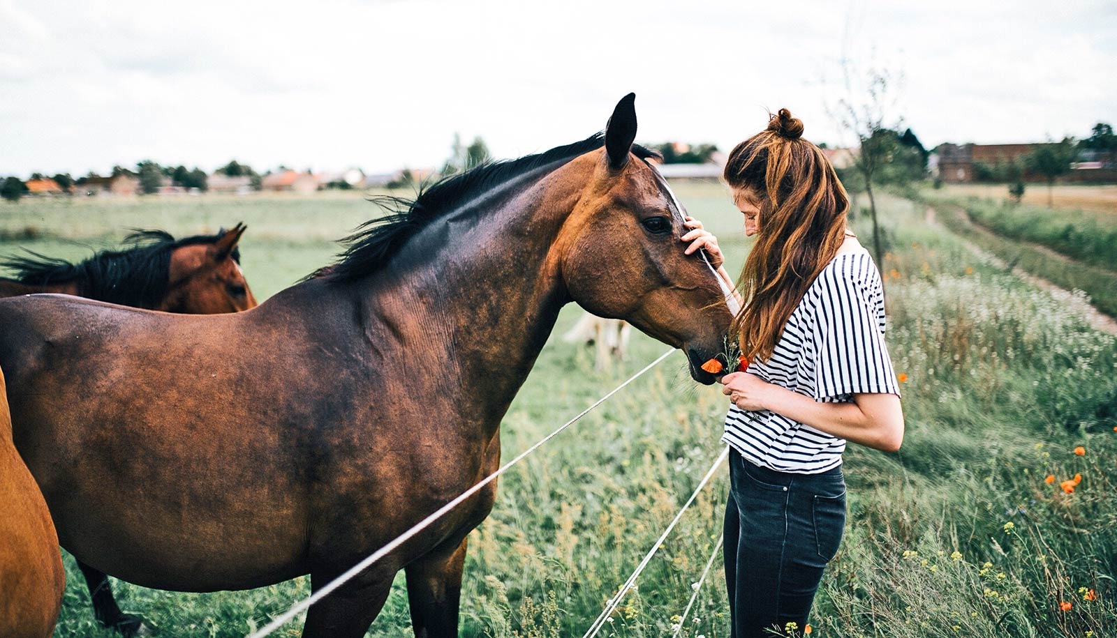Eine junge Frau auf der einen Seite eines Zauns berührt das Gesicht eines Pferdes auf der anderen Seite.