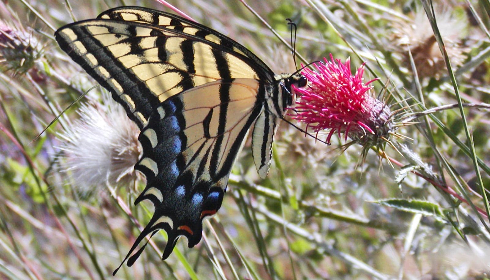 First butterflies winged off from North and Central America - Futurity