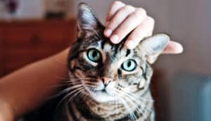 A woman pets a tabby cat with blue eyes.