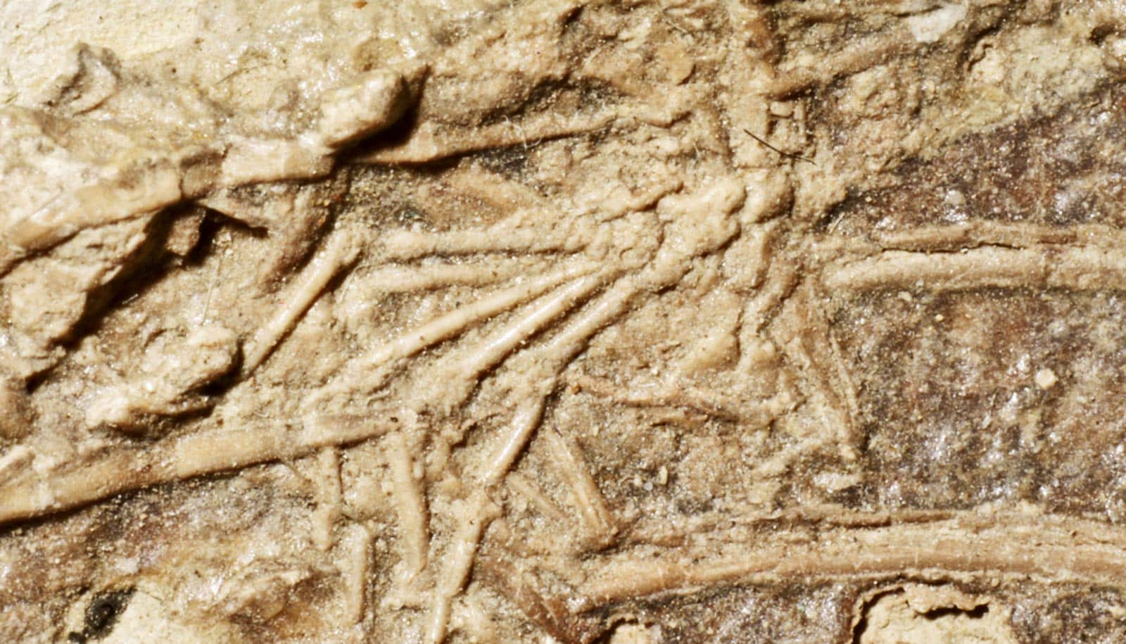 A mammals foot bones seen within fossilized ribs.