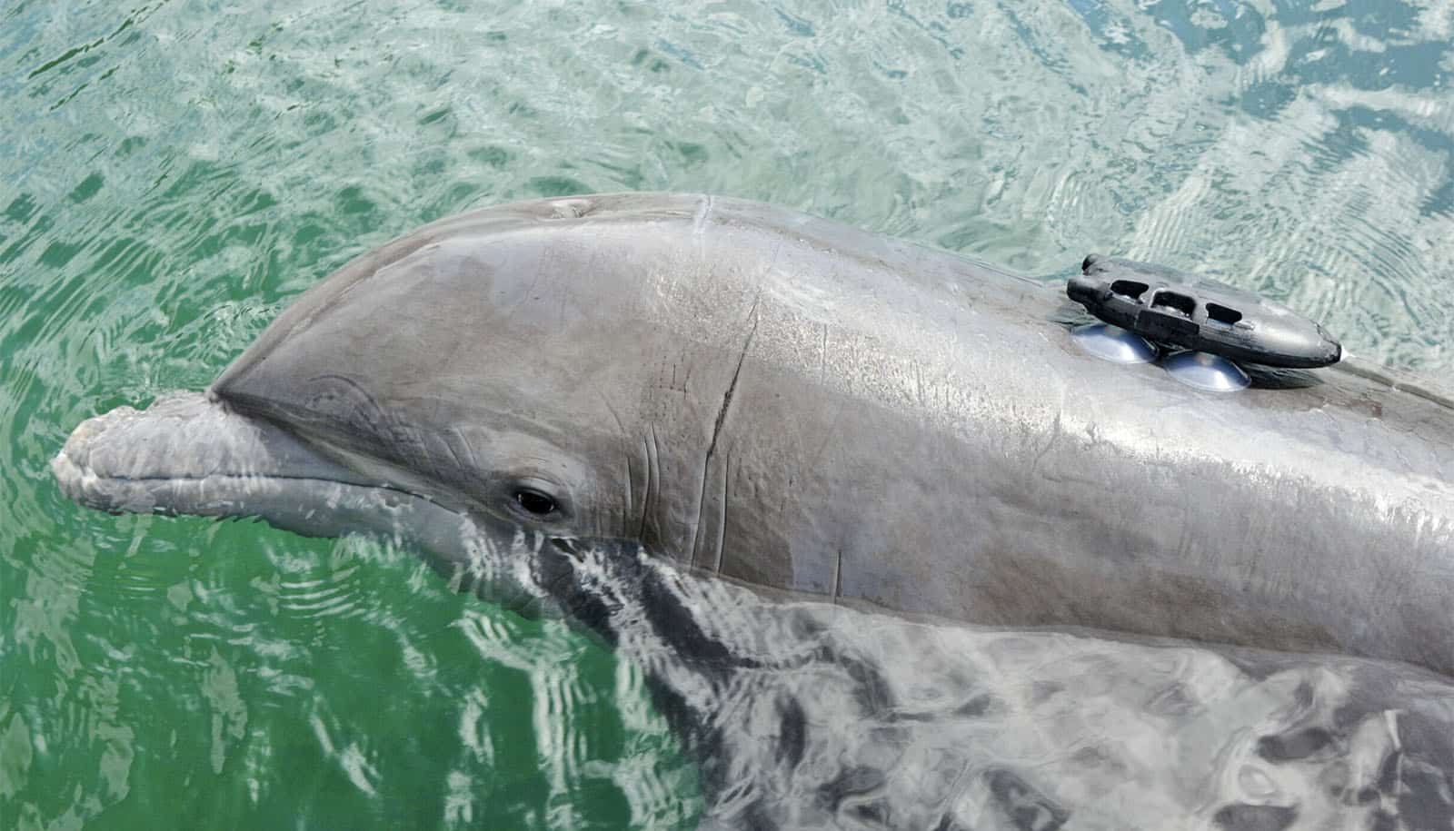 small black objected attached to dolphin's back with suction cups