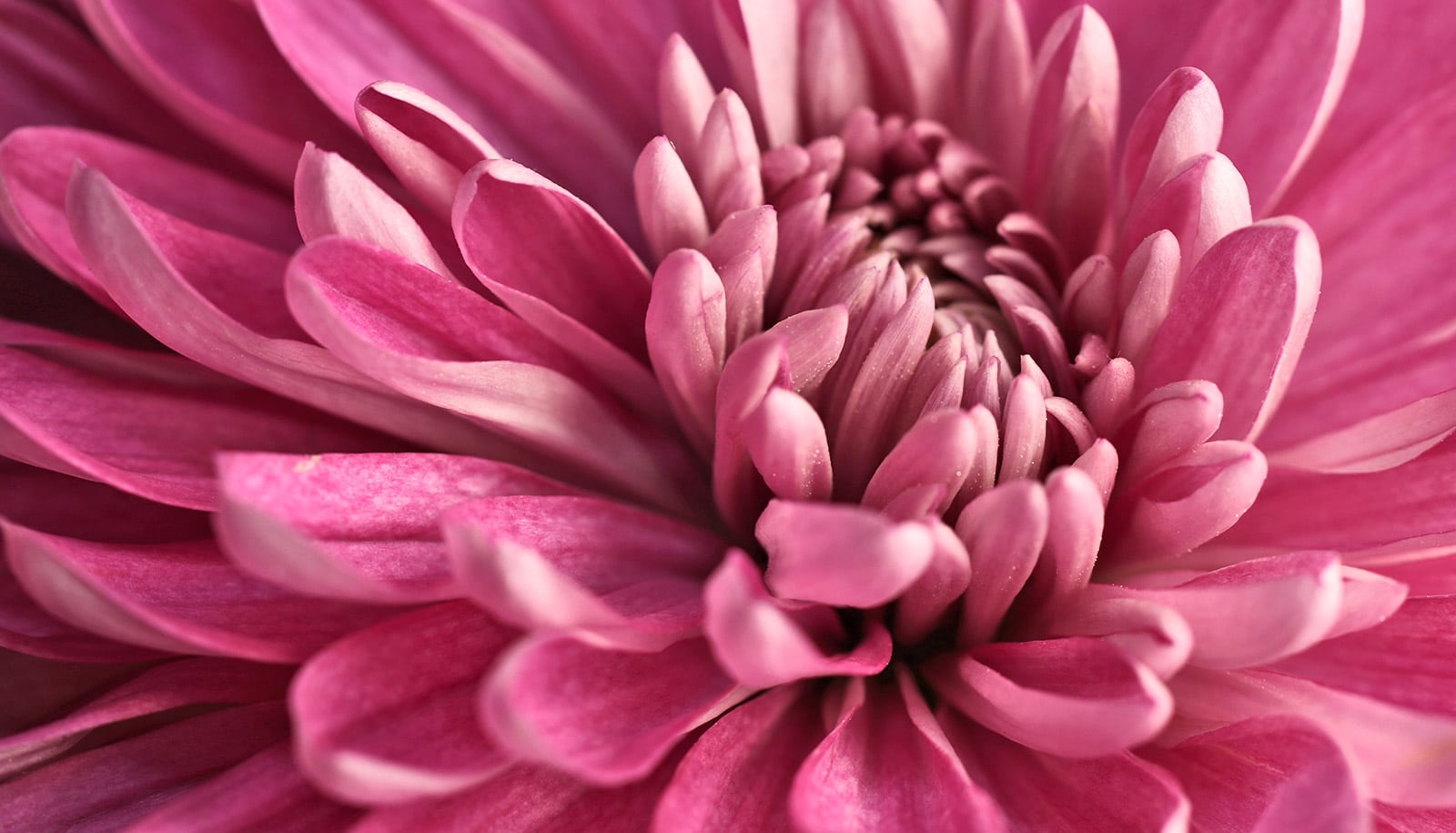 En lyserød blomst vist i nærbillede.
