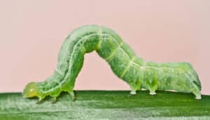 A bright green inchworm arches its body as it moves along a green stalk.