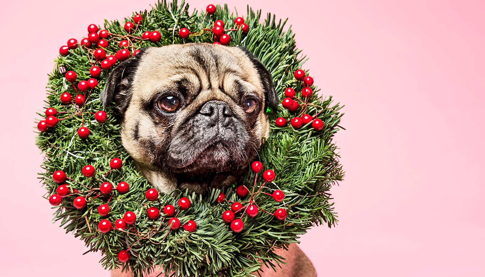 A pug dog with a wreath covered in red cranberries around its neck.