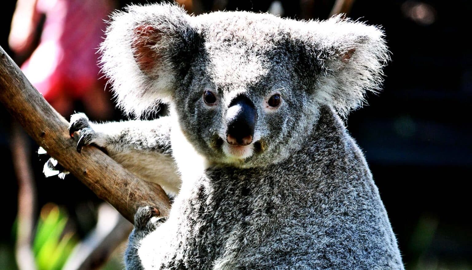Коалы плавают. Квинслендский коала. Мокрая коала. Злая коала. Смертоносные коала.