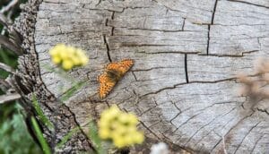 An orange butterfly sits on a gray-looking tree stump.