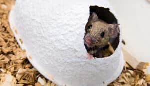 mouse peeks out of white paper house