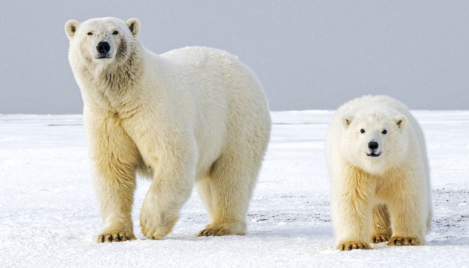 Polar bear paws could lead to shoes with better traction Futurity