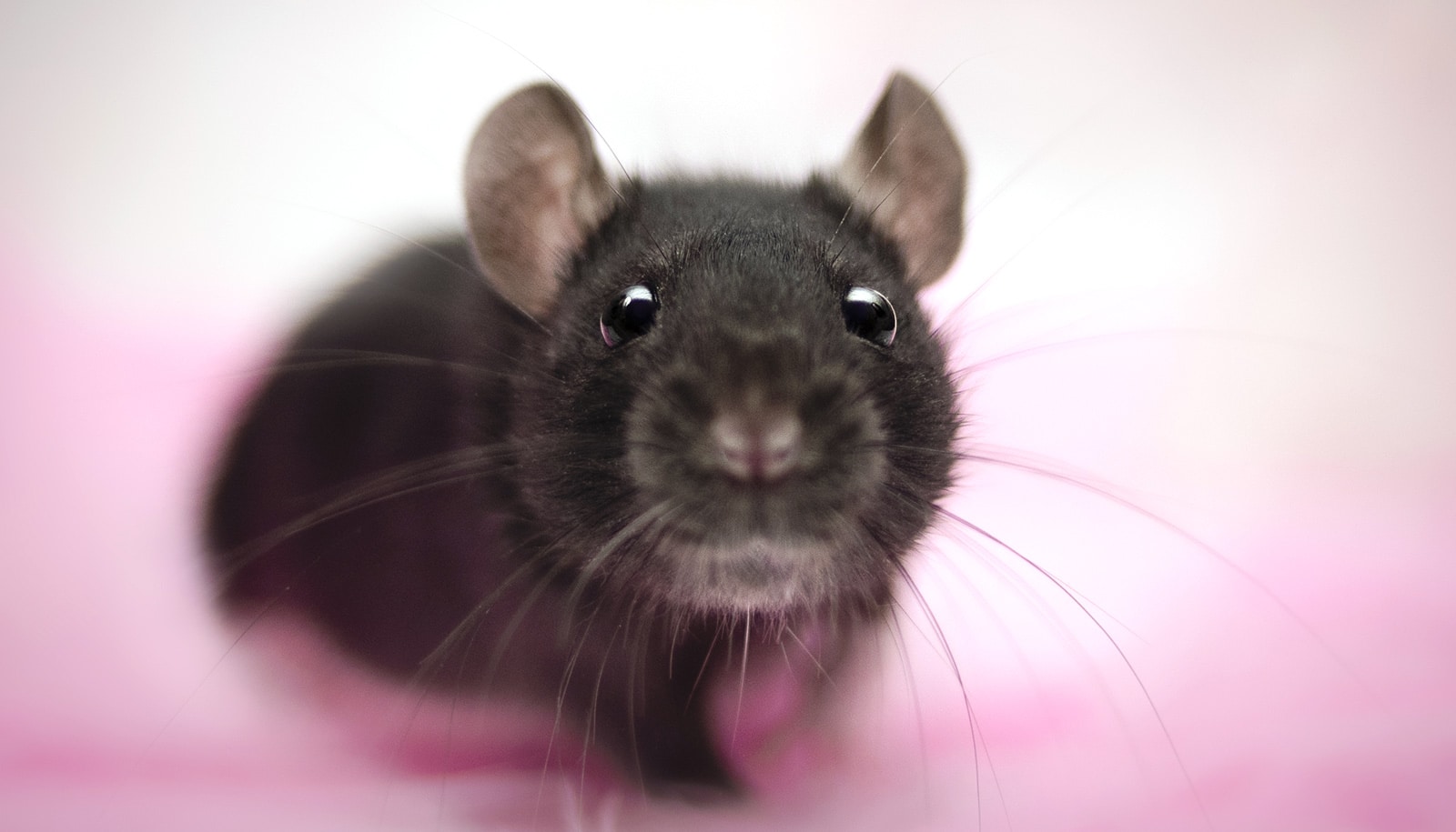 En brun rotte kigger direkte på kameraet.