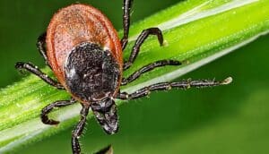 A super close-up shot of a tick with black legs and head and an orange body on a green blade of grass.
