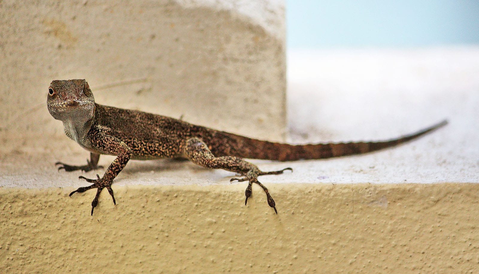 lizard on concrete wall