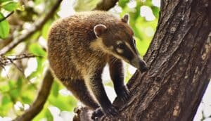 small brown mammal with long snout and tail on tree