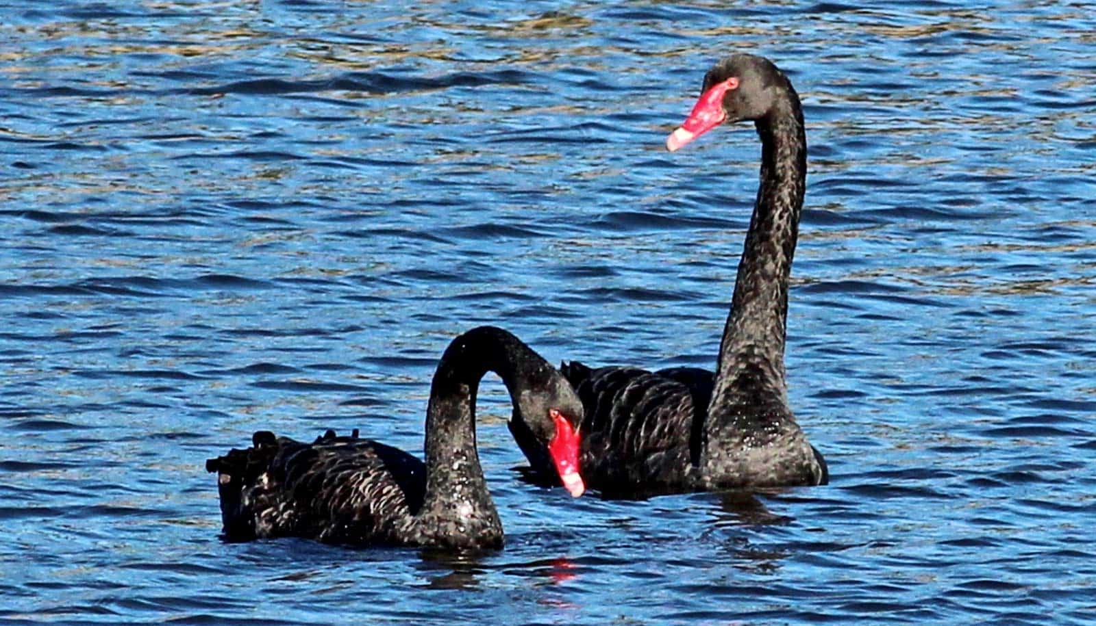 Two black swans with red beaks swim on clear blue water.
