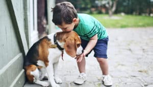 A young boy kneels down to kiss a dog on the head while giving the dog a treat.