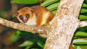 A brown mouse lemur looks at the camera while standing on a tree branch.