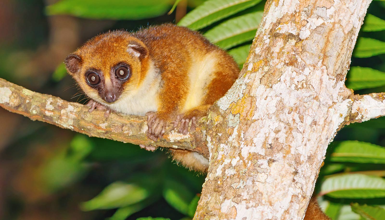 Extinctions 'may threaten Madagascar's biodiversity for 23 million years