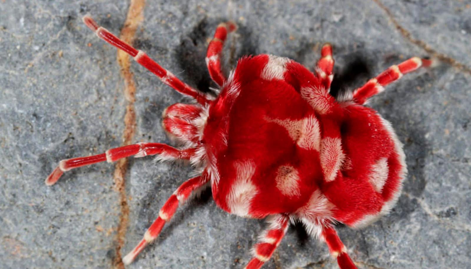 red velvety mite with white rings on legs and white blotches on body