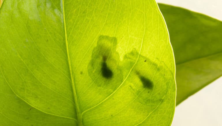 shapes of two frogs barely visible through leaf