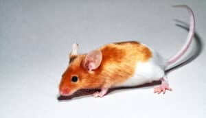 A reddish-orange and white mouse on a gray surface.