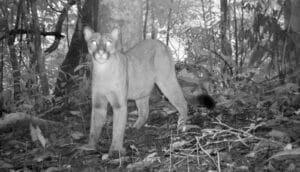 b/w camera trap shot of cougar in woods
