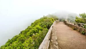 plants line dirt road at top of foggy mountain