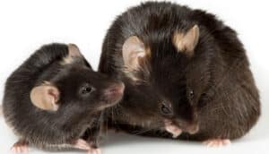 One large mouse and one smaller one on a white surface.