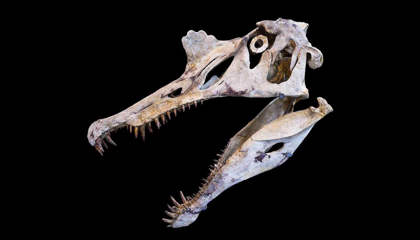 fossil skull with gaping mouth and snaggle teeth on lower jaw