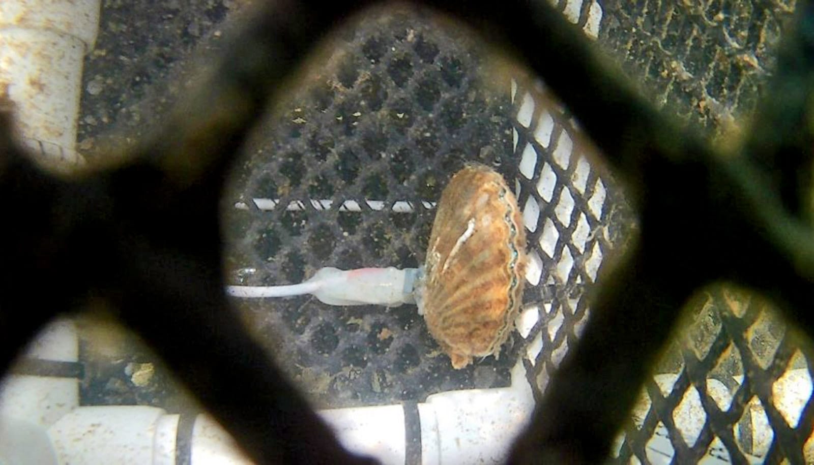 A scallop is connected to a device and wire while in a cage underwater.