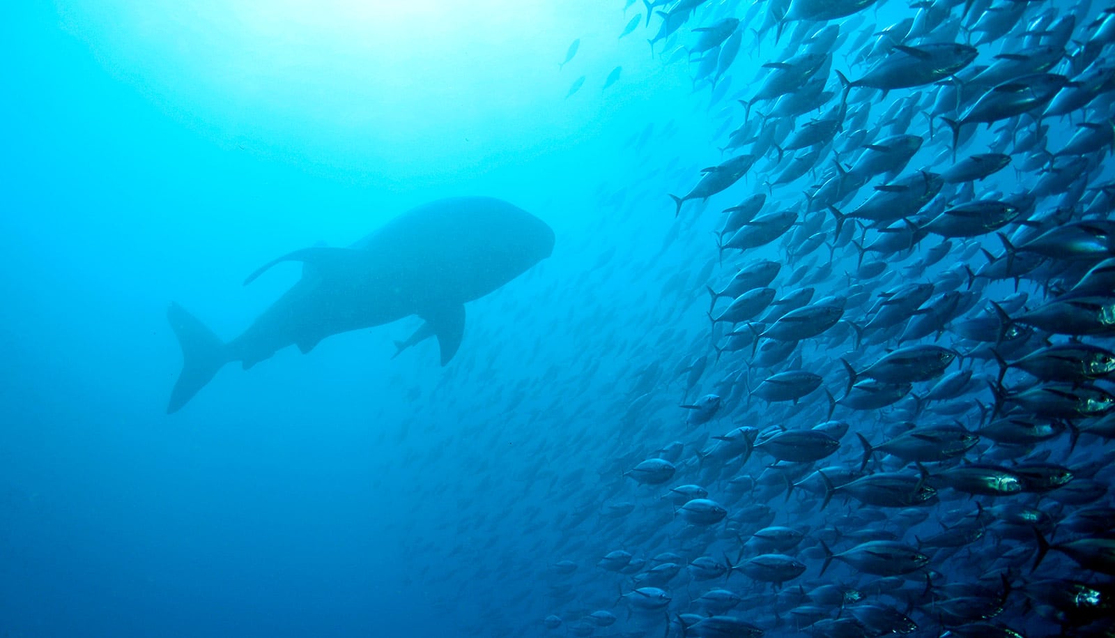 A shark swims towards a school of fish.