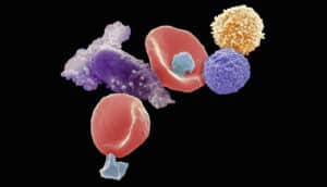 blood cells on black background