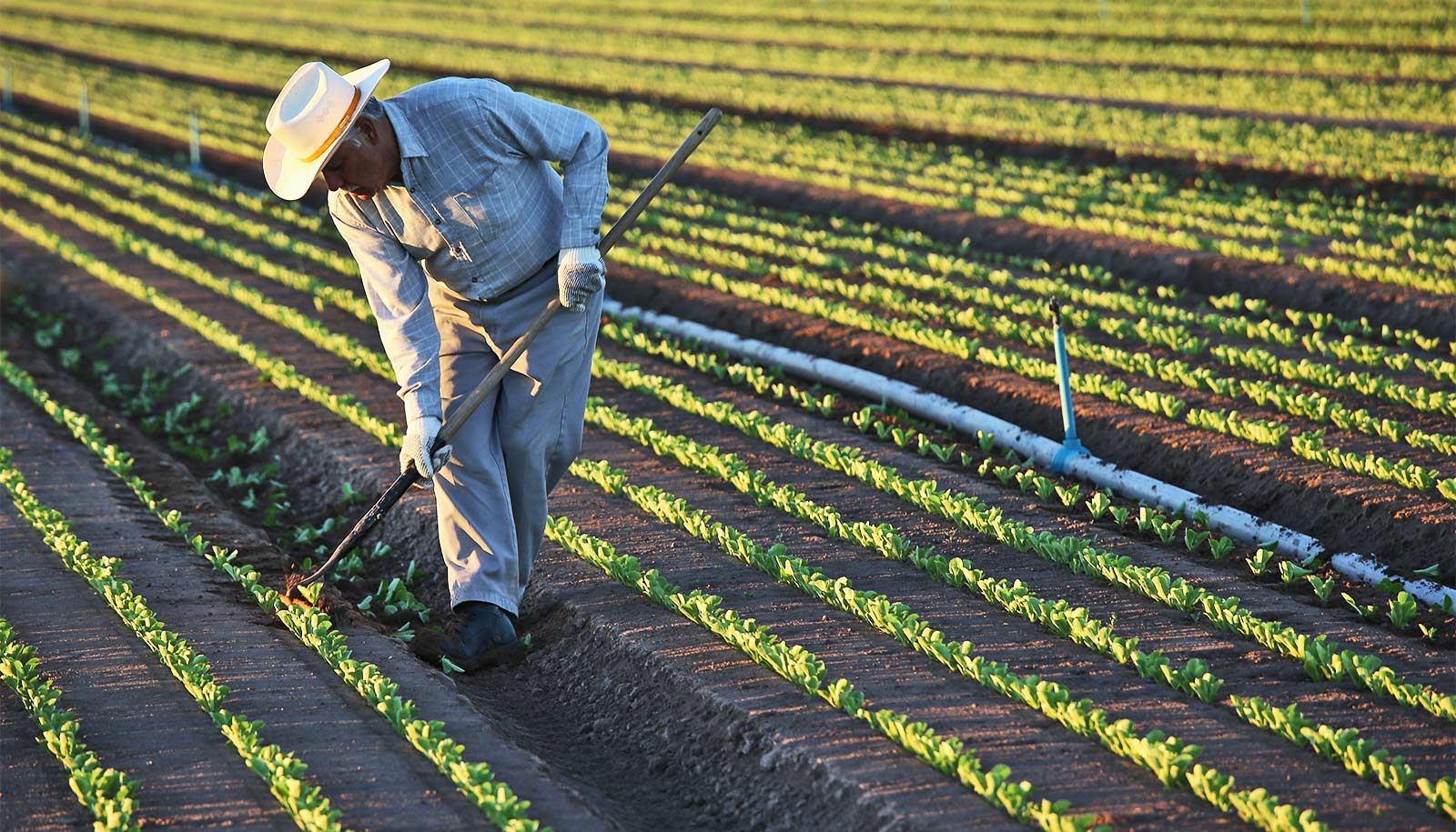 A farm worker bends down to tamp down some soil in a field.