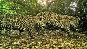 Two jaguars, caught with a camera trap survey, walk through the Brazilian Amazon rainforest.
