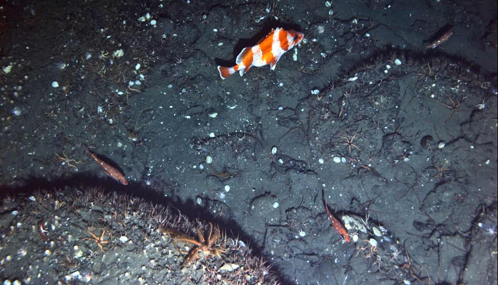 an orange and white striped fish over black surface