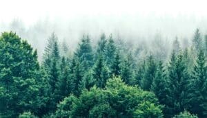 A forest with deep green trees fading into fog in the background.