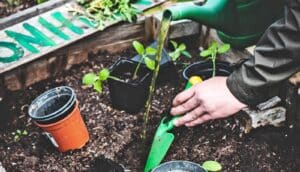 A person digs a hole for a new plant in a community garden plot.