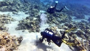 Divers wearing full scuba gear swim near coral reefs.