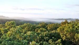 An aerial view over a large forest looking into the horizon.