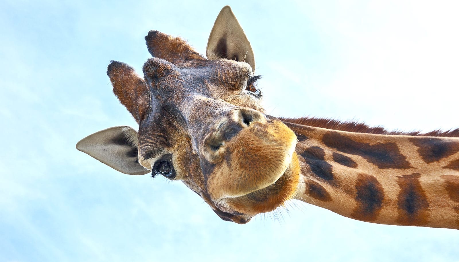A giraffe looks at the camera.