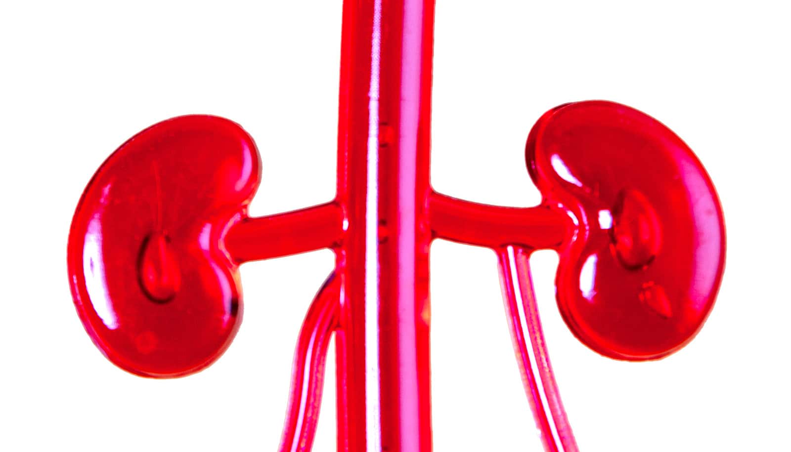 A pink plastic model of two kidneys on a white background.