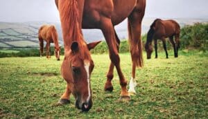 low angle shot of brown horse's head and legs as it eats grass