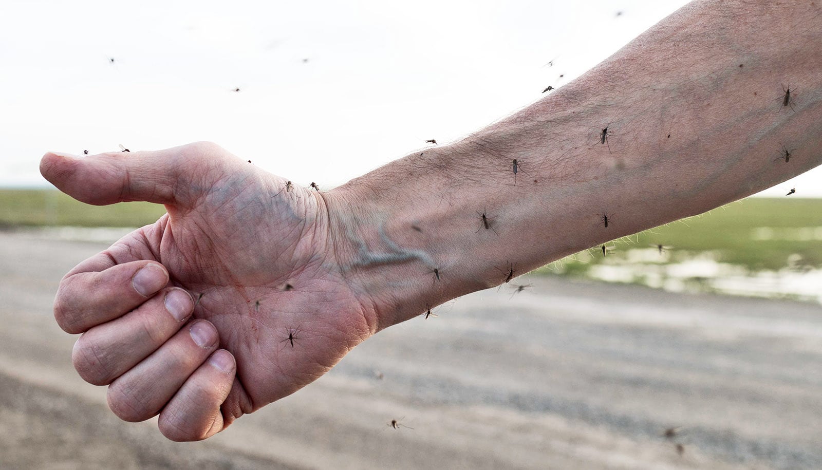 mosquitoes all over arm