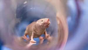 hairless rodent stands in clear tube