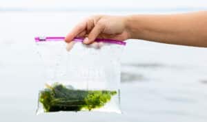 hand holds plastic bag with green plant and algae inside