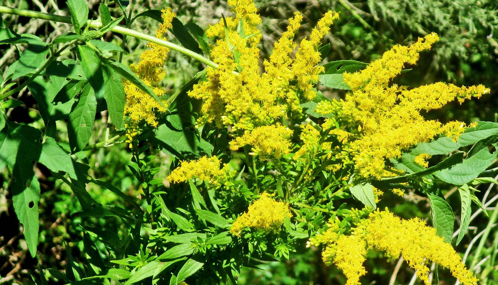 A tall goldenrod plant with green leaves and yellow flowers.